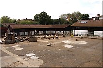 TQ3679 : Sheep in Surrey Docks Farm by Steve Daniels