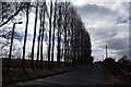 Line of Poplars on Ringley Road