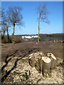 Tree Stump on the Common