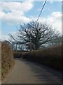 Bare tree in Waddeton Road near Sandridge