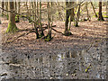 TQ3827 : Boggy ground in Sandpits Woods by Stephen Craven