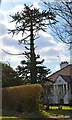 Monkey Puzzle Tree, Park Wood Road, St Leonards