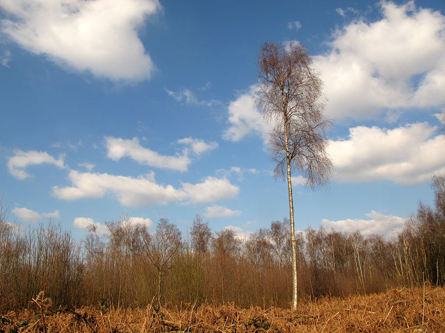 Solitary birch in Wapsbourne Wood