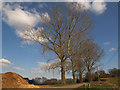 Tree-lined drive at Wapsbourne 