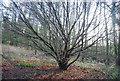 A coppiced tree