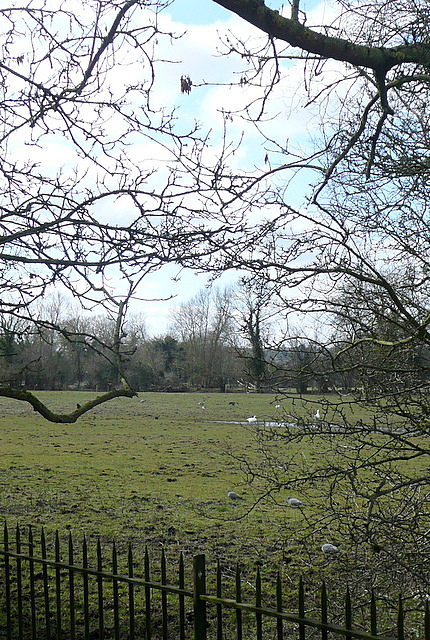 Hinksey Meadows