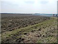 Unploughed field margin