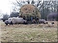 Sheep and lambs by the feeder