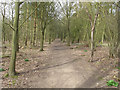 Path in Linnets Wood