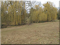 TL5126 : Weeping Willows in Aubrey Buxton Nature Reserve by Roger Jones
