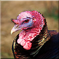 C1909 : Turkey, Lurgybrack Open Farm by Rossographer
