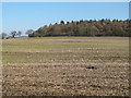 Farmland south of High Barns; and Styford Wood