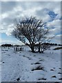 NR9032 : Hardy tree on Machrie Moor by Rob Farrow