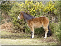 SU2511 : New Forest Pony by Val Pollard