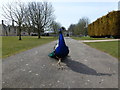 SP9292 : Eyeballing a peacock at Kirby Hall, Northamptonshire by Richard Humphrey