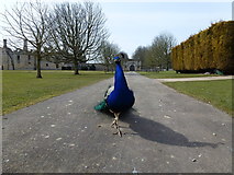 SP9292 : Eyeballing a peacock at Kirby Hall, Northamptonshire by Richard Humphrey