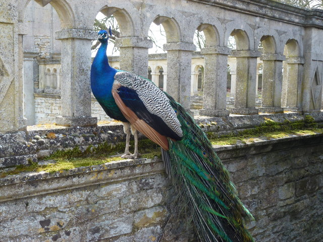 Posing peacock at Kirby Hall © Richard Humphrey :: Geograph Britain and Ireland