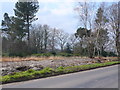 Rhododendron Clearance