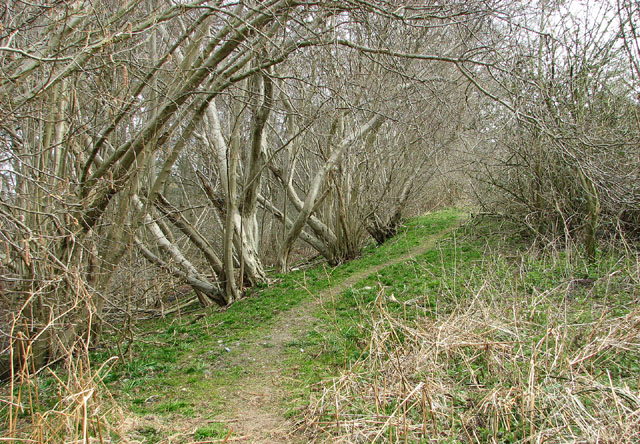 Footpath to Tom's Carr, Wheatacre