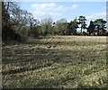 Farmland near Slimbridge