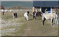 Eriskay ponies on Holy Island