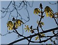 Horse chestnut leaves, Cary Park