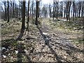 Paths, Wyre Forest