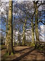 Trees in James Smith Park