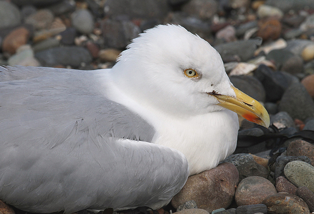 A herring gull on the East Lothian coastline