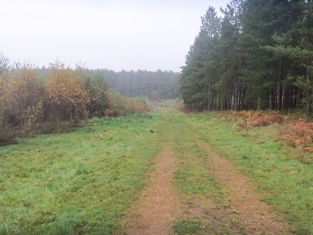 Woodland track, Hockham woods