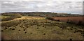 SO9057 : Rushy field near Tibberton by Derek Harper