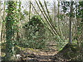 Derelict building on the edge of Park Wood