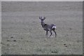 Mid Devon : Grassy Field & Deer