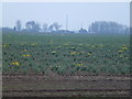 TF2600 : Daffodils and distant swans on Prior's Fen by Richard Humphrey