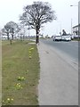 Pavement diversion, Wigan Road, Aspull