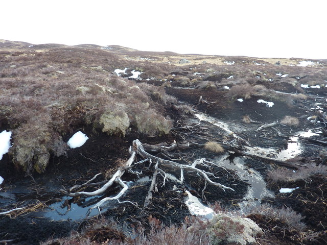 Remains of ancient forest on Rannoch Moor
