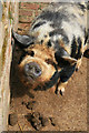 SJ9921 : A pig and its poo - Shugborough Park Farm by Chris Allen