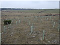 Newly planted trees