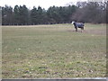 Grazing near Ellington