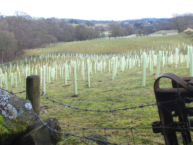 New plantation of mainly hardwood trees