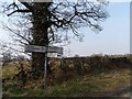 Ivy-clad tree and signpost in a featureless landscape