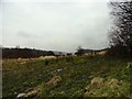 Looking south across Urpeth Wood