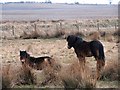 Exmoor ponies on Burdon Moor