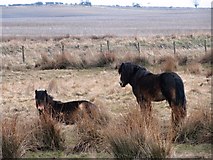 NZ2157 : Exmoor ponies on Burdon Moor by Robert Graham