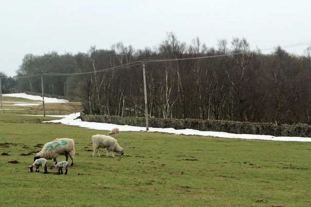 Spring Lamb and Winter snow