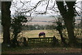 Horse and gate on the Horncastle Road