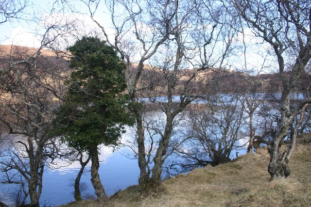 Trees by the Lochan