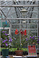 Inside the glasshouses at St Andrews Botanic Gardens