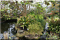 Inside one of the glasshouses at St Andrews Botanic Gardens