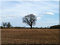 Tree in field